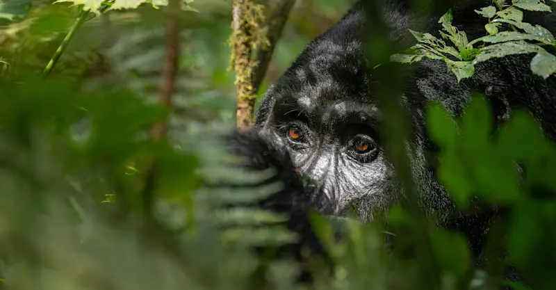 Gorilla, Uganda