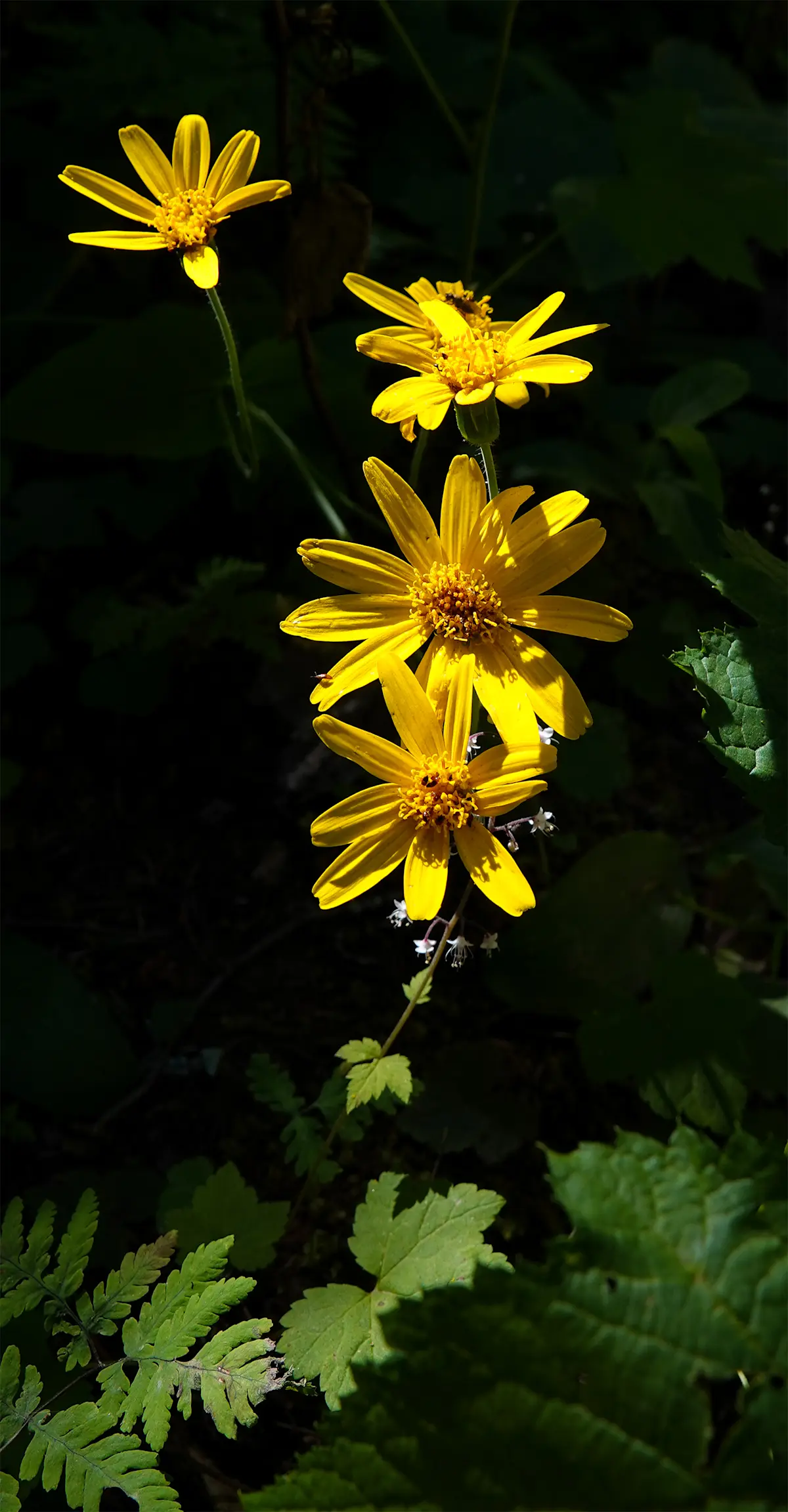 Mountain Arnica, Glacier National Park.