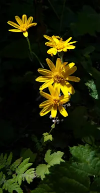 Mountain Arnica, Glacier National Park