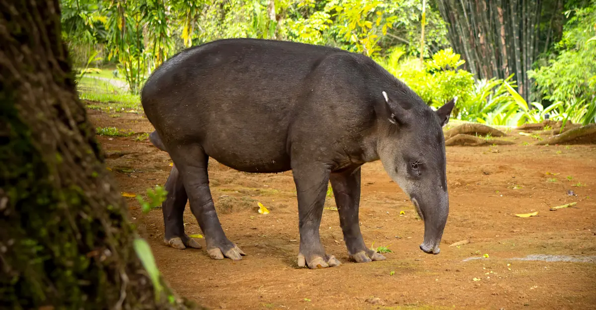 Tapir, Costa Rica. 