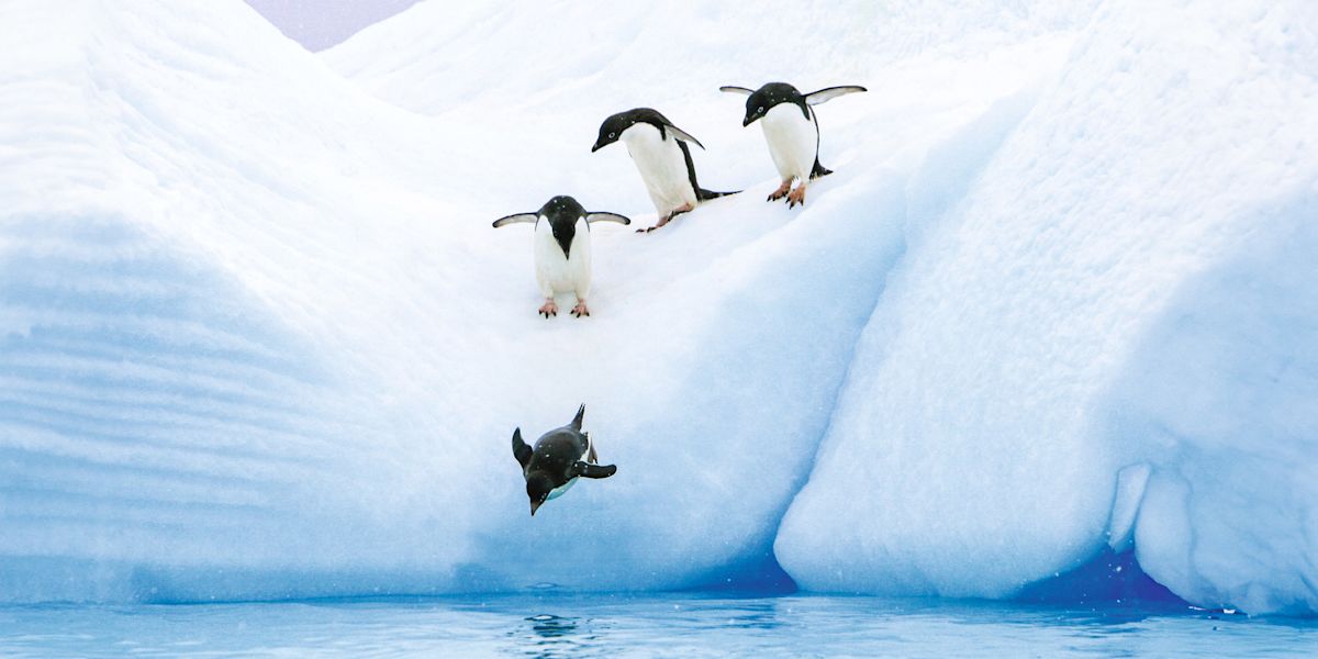 Antarctica Cruise & Arctic Adventures | Natural Habitat