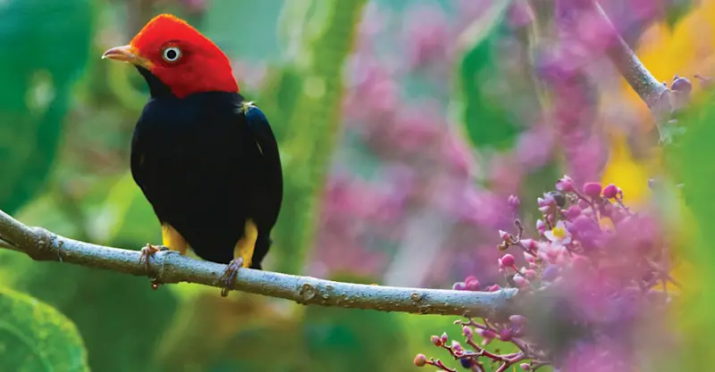 Red-capped manikan, Corcovado National Park, Costa Rica.