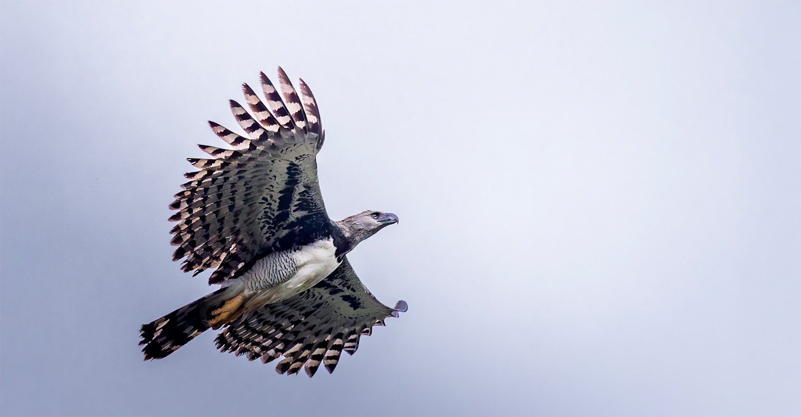 Harpy Eagle, Amazon