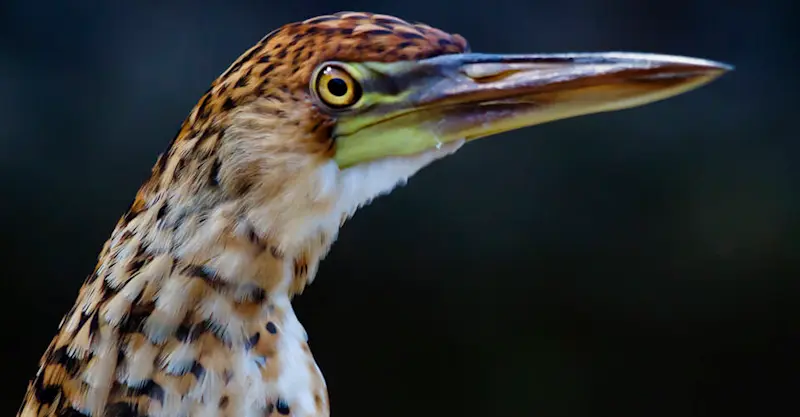 Rufescent tiger heron, Pacaya Samiria National Reserve, Peru.