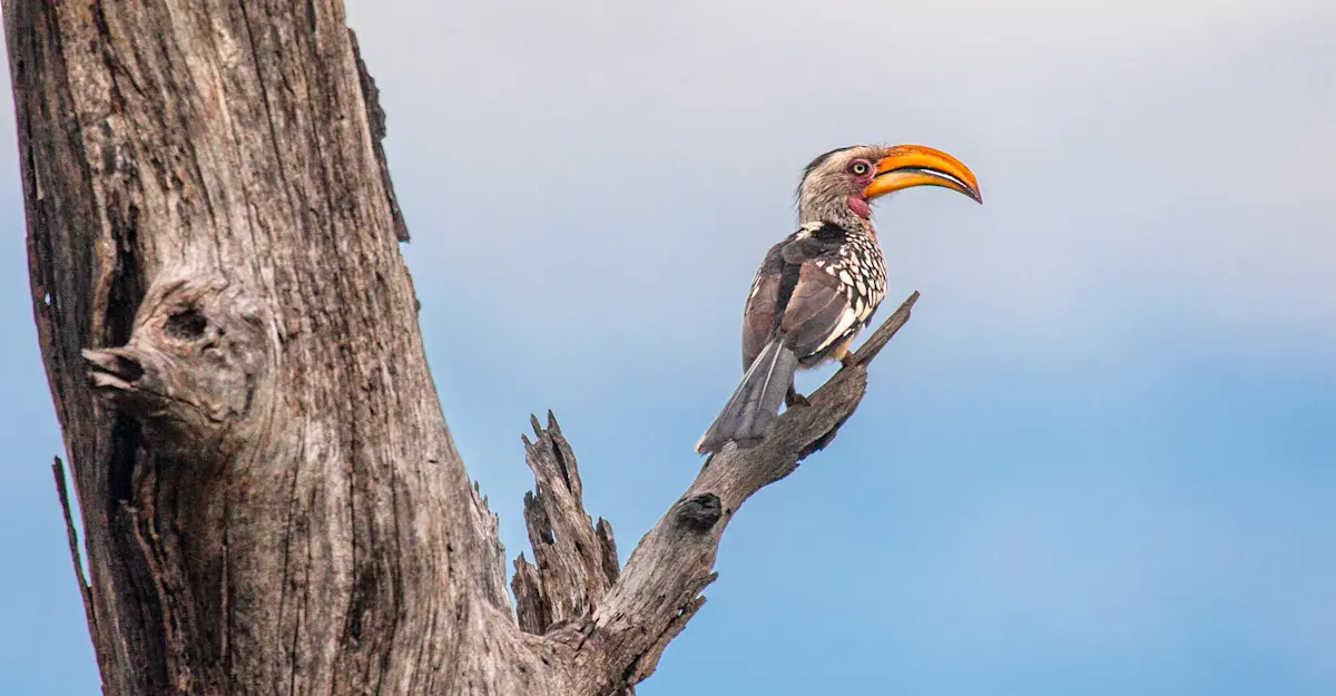 Southern yellow-billed hornbill, South Africa.