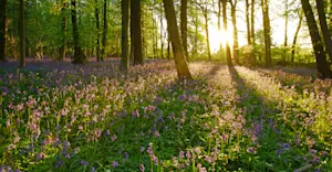 Bluebell flower forest, Cotswolds, England.