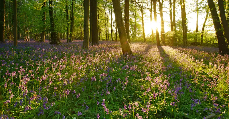 Bluebell flower forest, Cotswolds, England.