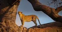 Leopard in a Baobab tree, Botswana