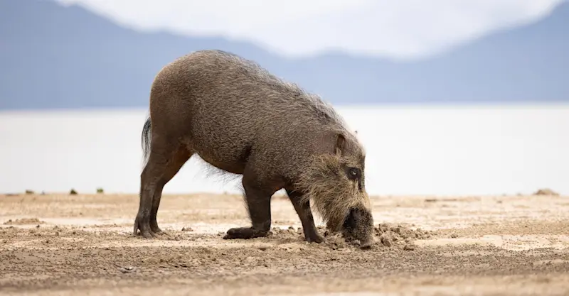Bearded pig, Bako National Park, Borneo.