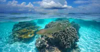 Nurse shark, Belize.