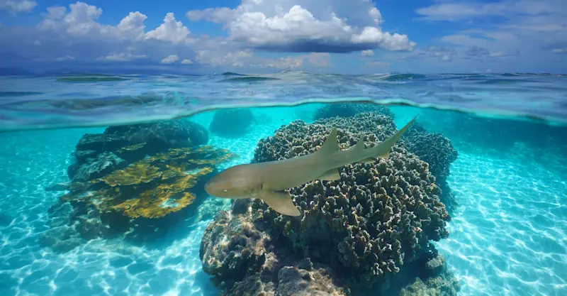 Nurse shark, Belize.