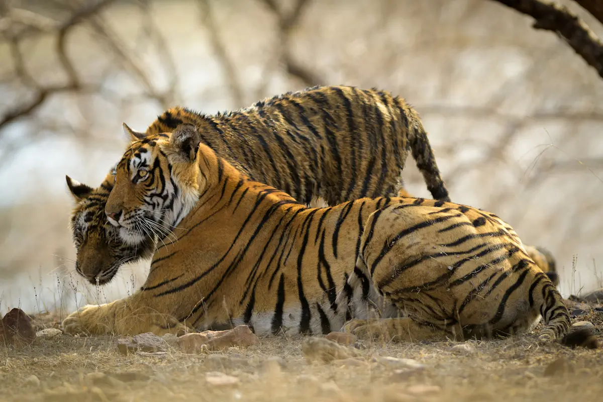 Bengal tigers, Kaziranga National Park, India.