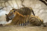 Bengal tigers, Kaziranga National Park, India.