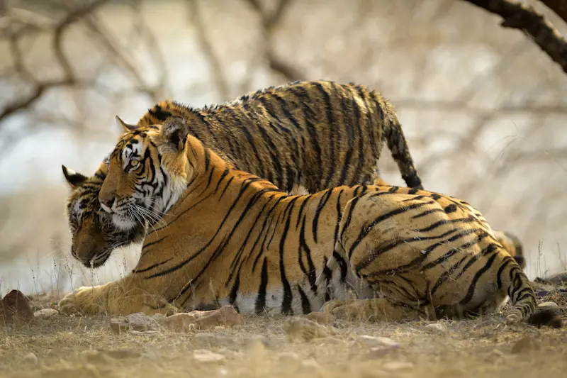 Bengal tigers, Kaziranga National Park, India.