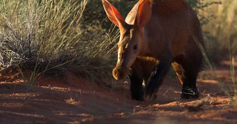 Aardvark, Tswalu Kalahari Reserve, South Africa.