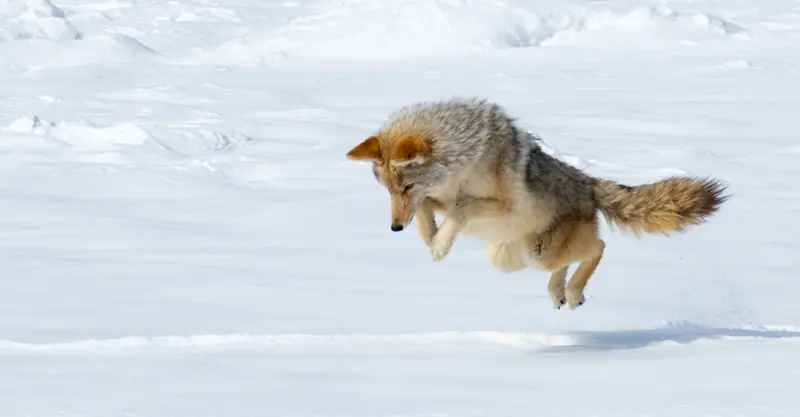 Coyote, Yellowstone National Park, Wyoming.