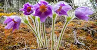 Slideshow Thumbnail 7 of 8