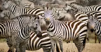 Burchell's zebra, Serengeti National Park, Tanzania.