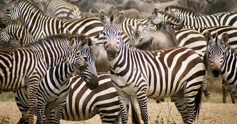 Burchell's zebra, Serengeti National Park, Tanzania.
