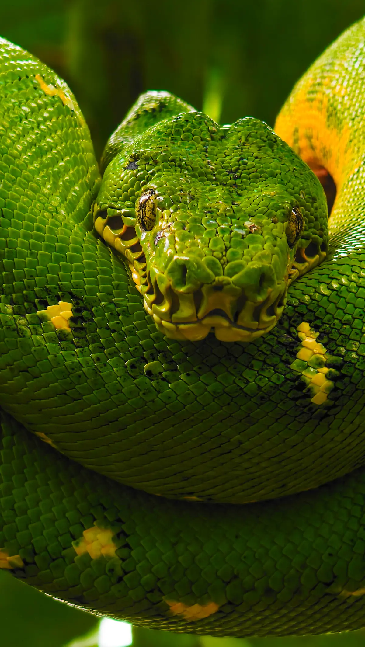 Emerald tree boa, Peru.