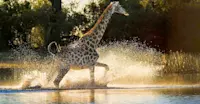 Giraffe, Linyanti Reserve, Botswana.