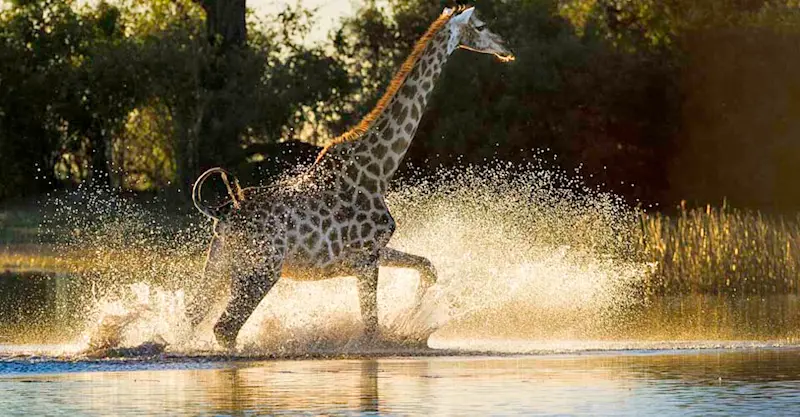 Giraffe, Linyanti Reserve, Botswana.