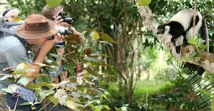Nat Hab guests and black-and-white ruffed lemur, Madagascar.