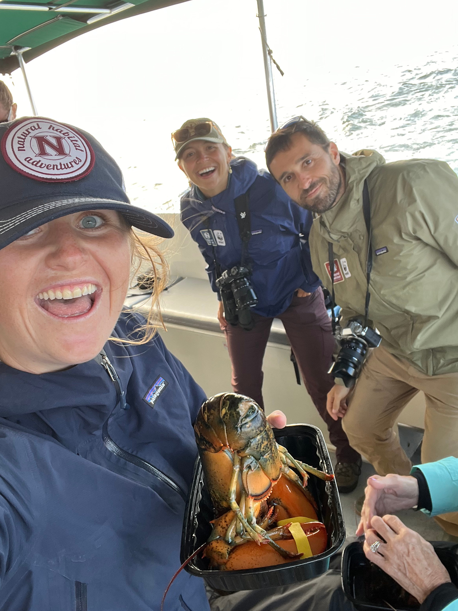 Certified fresh-caught lobster in Maine.