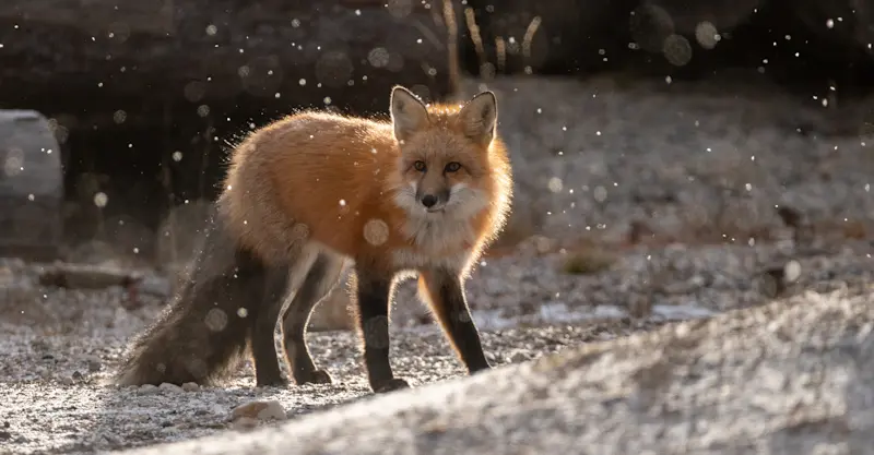 Red fox, Churchill, Manitoba.