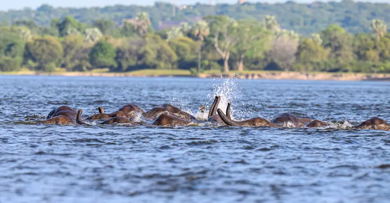 Elephants, Santawani Private Concession, Botswana.