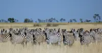 Burchell's zebras, South Africa. 