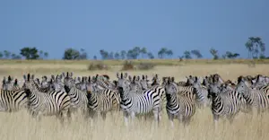 Burchell's zebras, South Africa. 