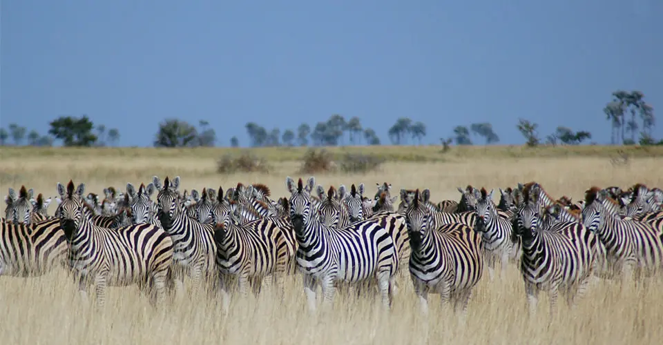 Burchell's zebras, South Africa. 