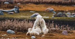 Mother bear nursing cub, Churchill, Manitoba, Canada. 