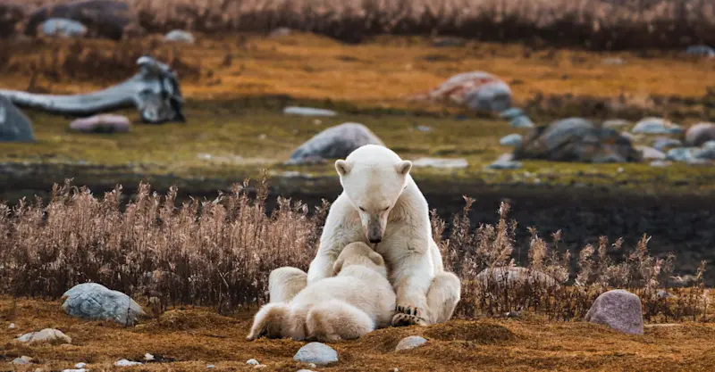 Mother bear nursing cub, Churchill, Manitoba, Canada. 