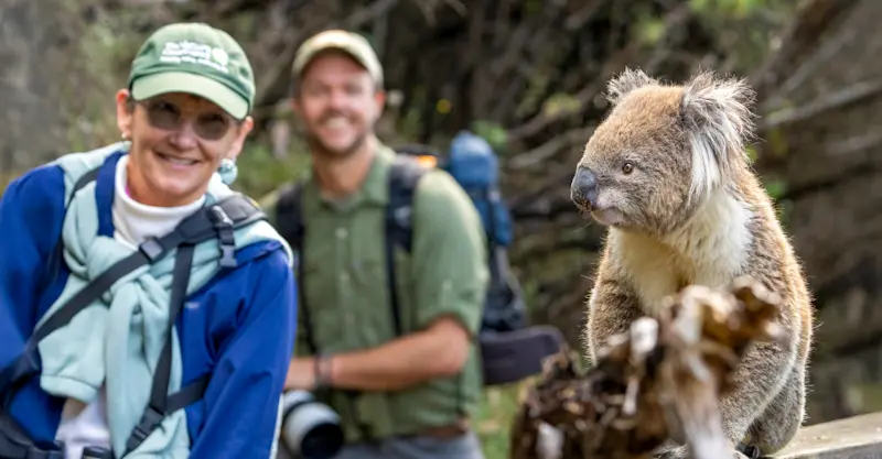 Nat Hab guests and koala, Australia.