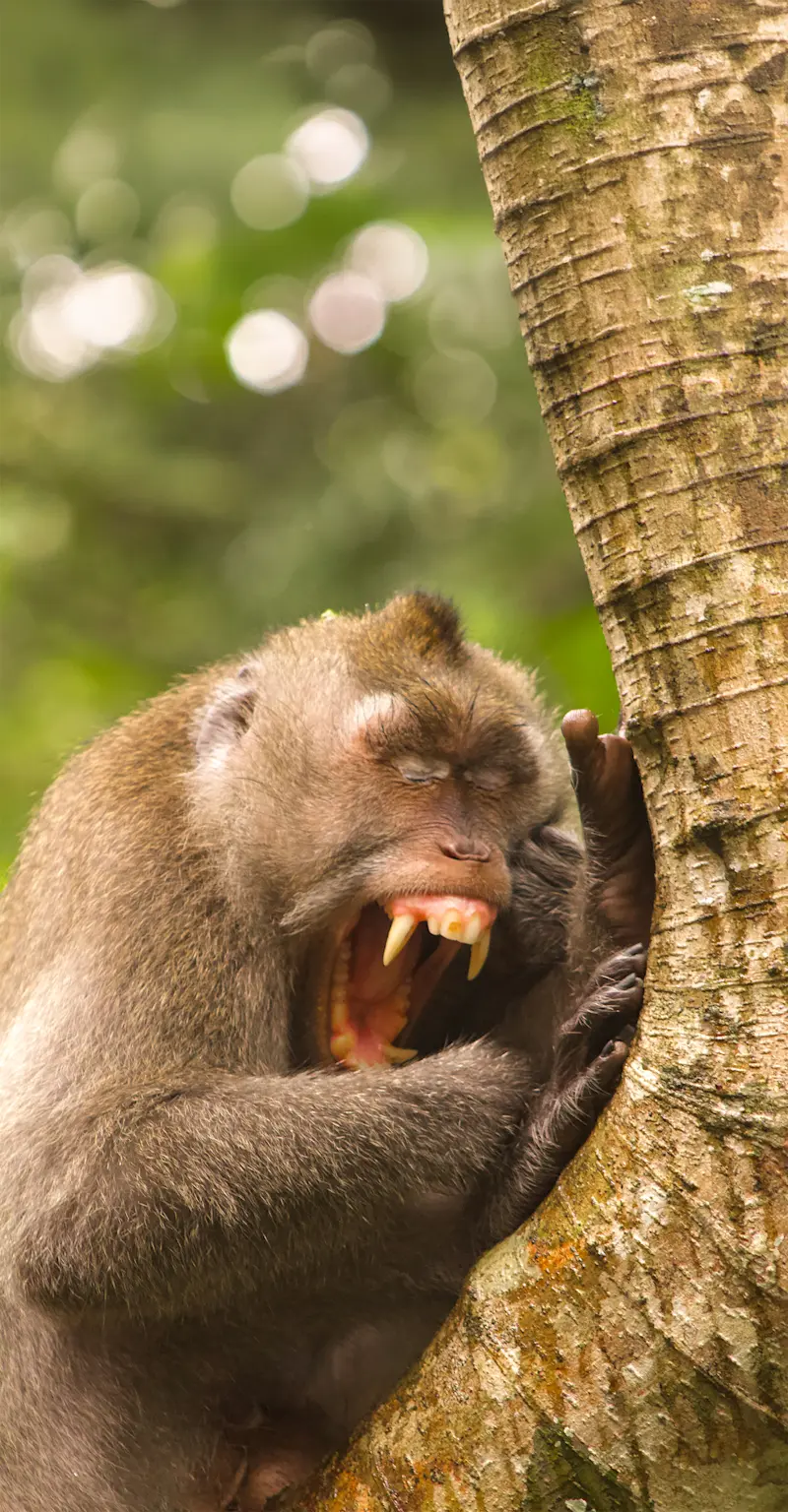 Macaque in Bali, Indonesia.