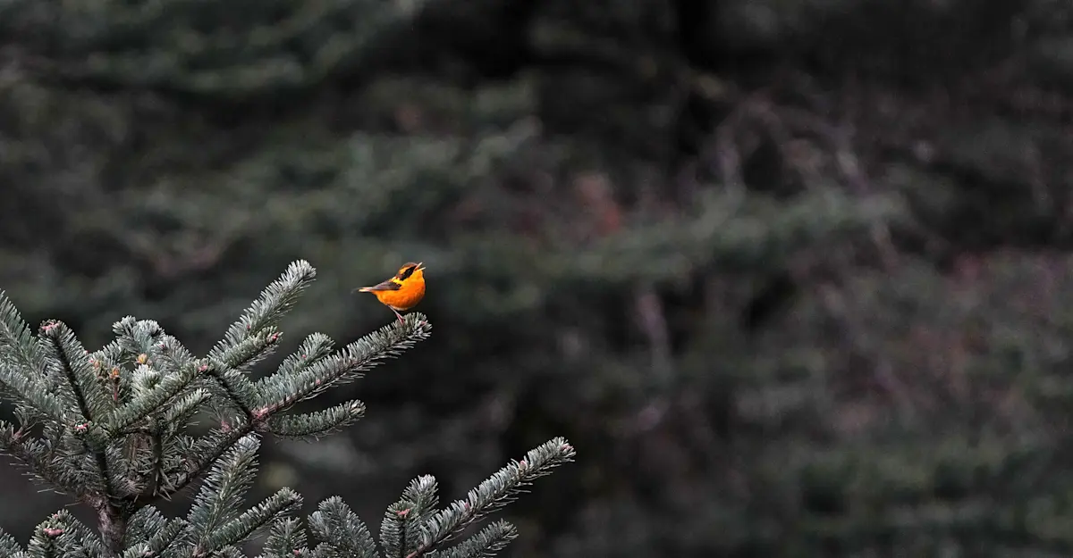 Golden Bush Robin, Himalayas.