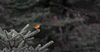 Golden Bush Robin, Himalayas