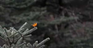 Golden Bush Robin, Himalayas