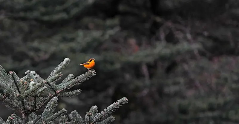 Golden Bush Robin, Himalayas