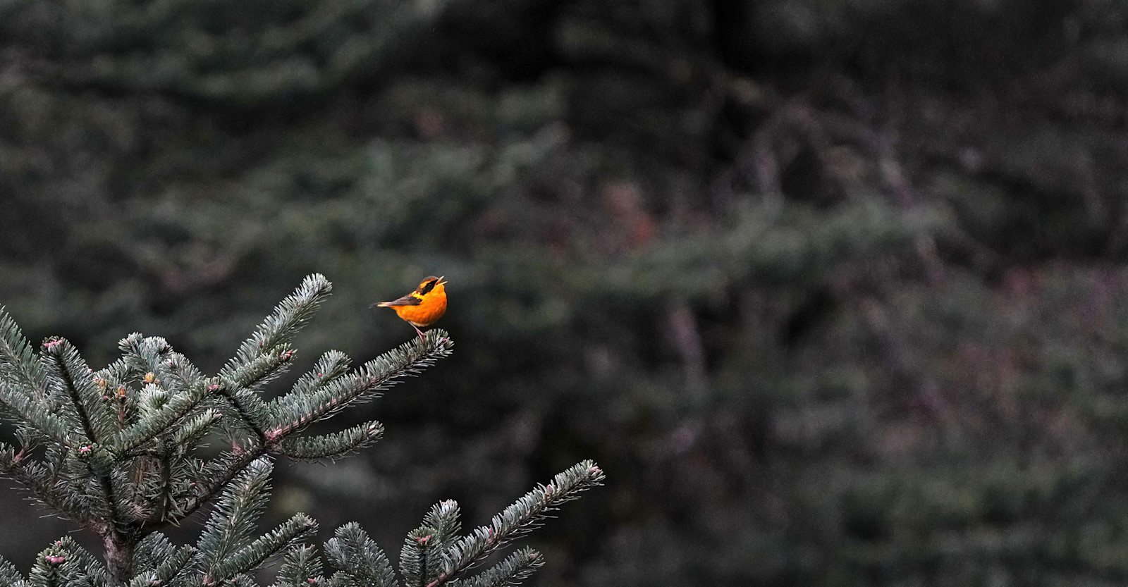 Golden Bush Robin, Himalayas