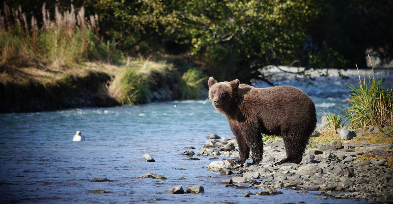 Quality bear time in Katmai on Nat Hab's Grizzlies Expedition