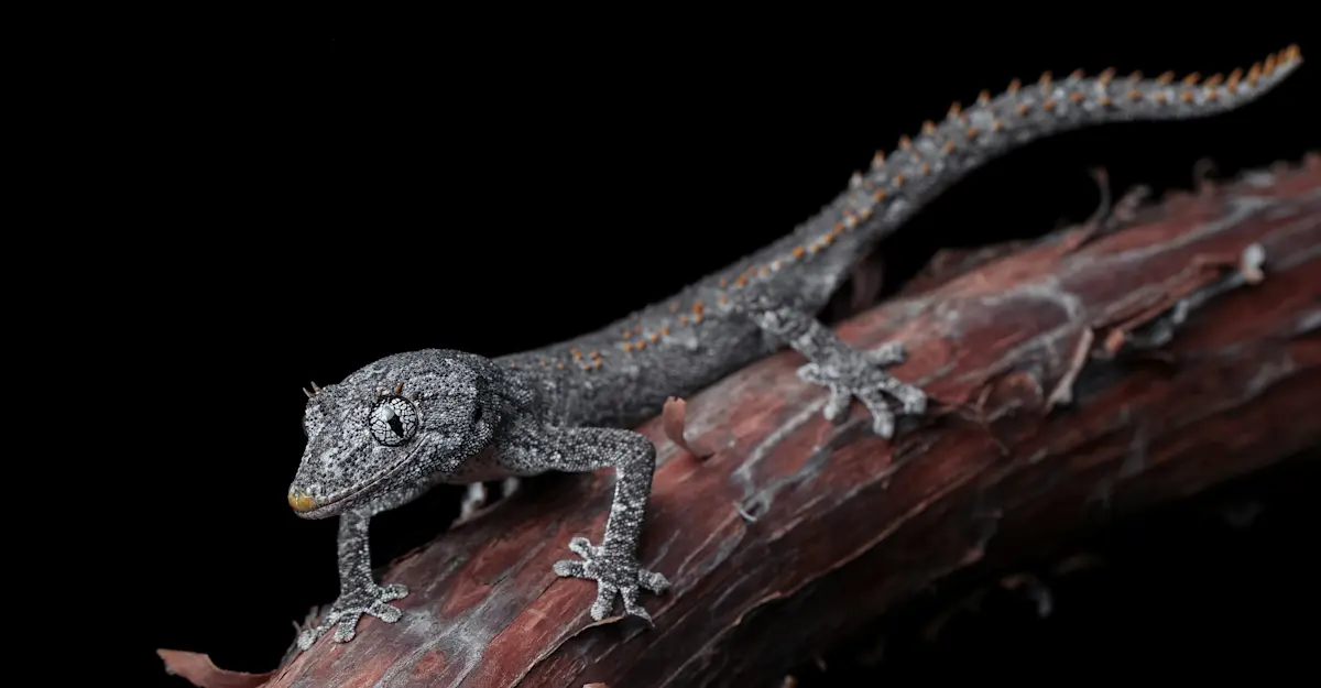 Spiny-tailed Gecko - Outback