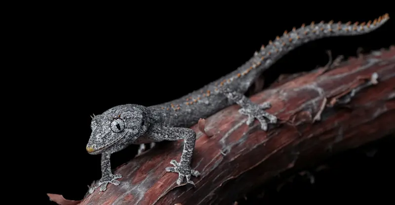 Spiny-tailed Gecko - Outback