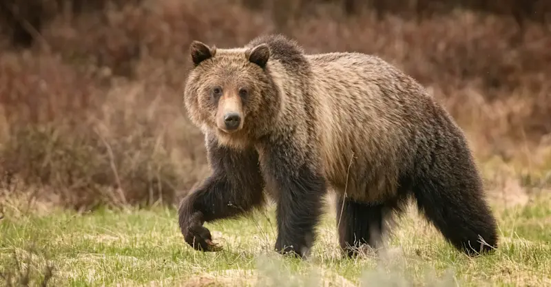 Grizzly bear, Yellowstone National Park, Wyoming.