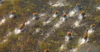 Red lechwes, Okavango Delta, Botswana.