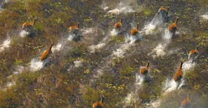 Red lechwes, Okavango Delta, Botswana.