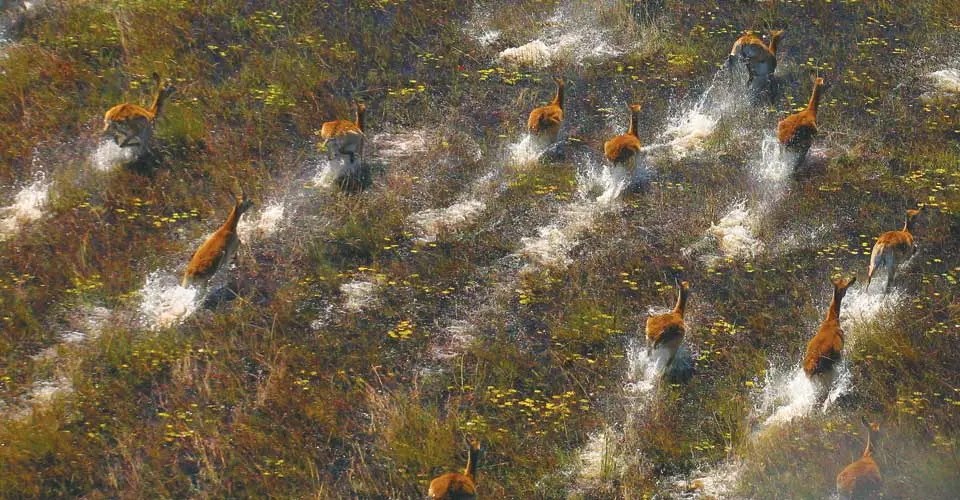 Red lechwes, Okavango Delta, Botswana.