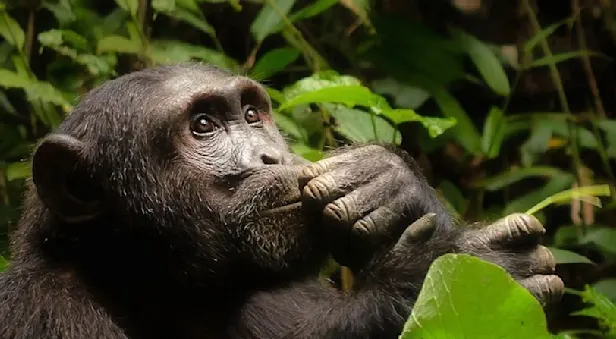 Chimp with hand to mouth